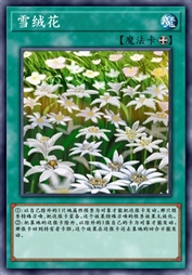 雪绒花